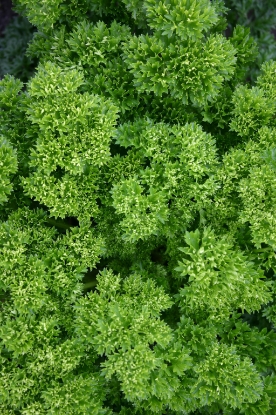 Picture of Organic Moss Curled Parsley